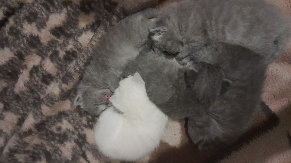Шотландські котятка,британські,блю поінт