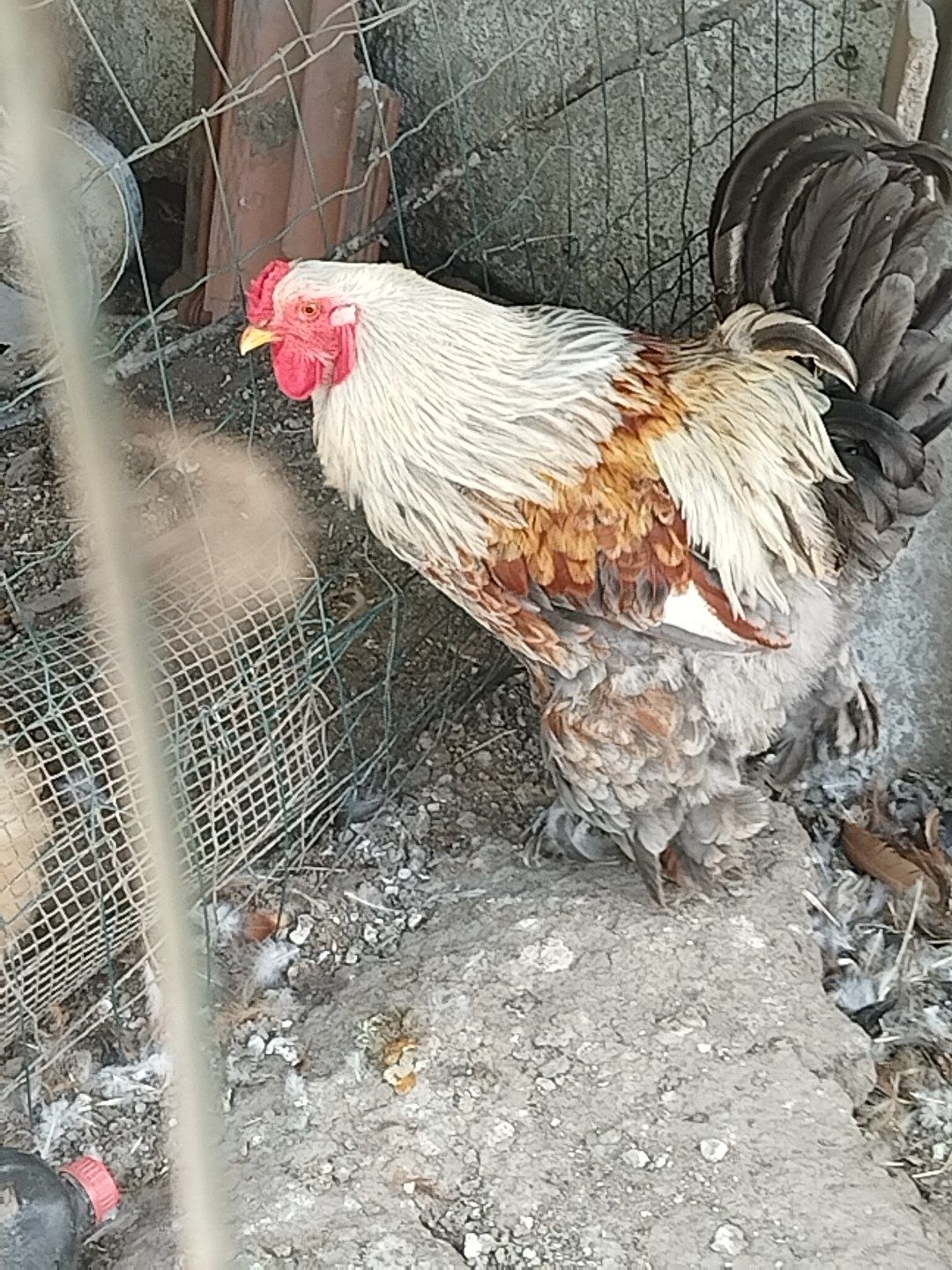Galo Brahma e galinhas