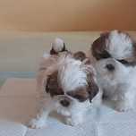 Śliczna suczka shih tzu