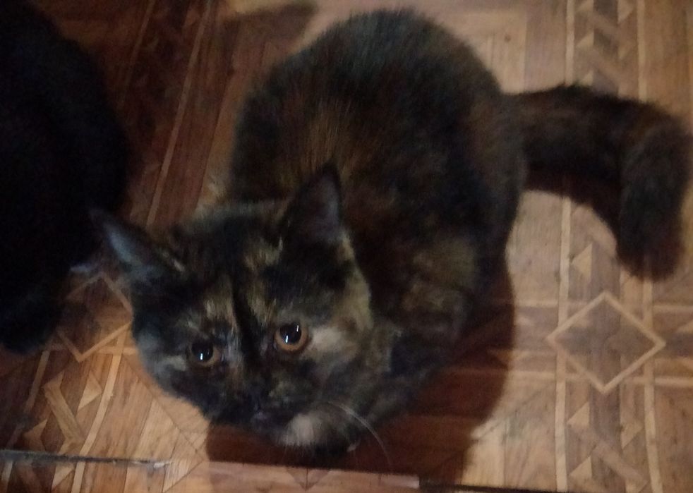 Скоттіш страйт дівчинка