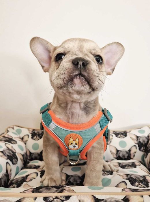 Маленькое счастье! Щенки французского бульдога! Плановая вязка