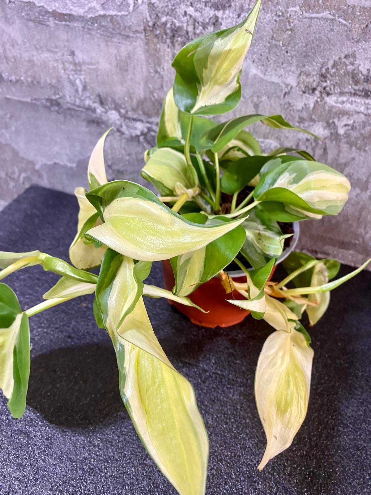 Philodendron Scand. Rio