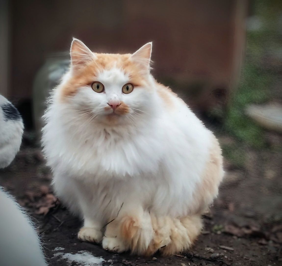 Котик Лукас шукає дім