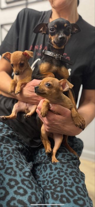 Щенки Той Терьера