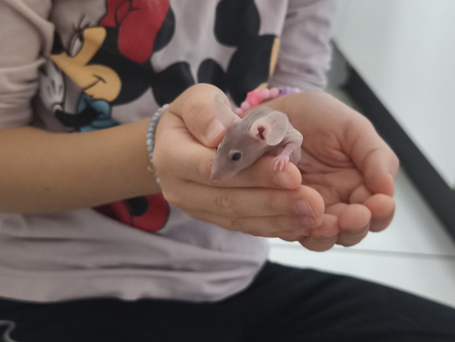 Mysz, myszka rasowa, myszy, myszki rasowe, bezwłose samiczki