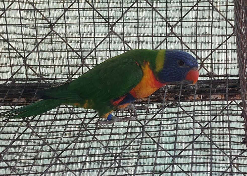 TRÊS Loris Molucanos 2025 sexados