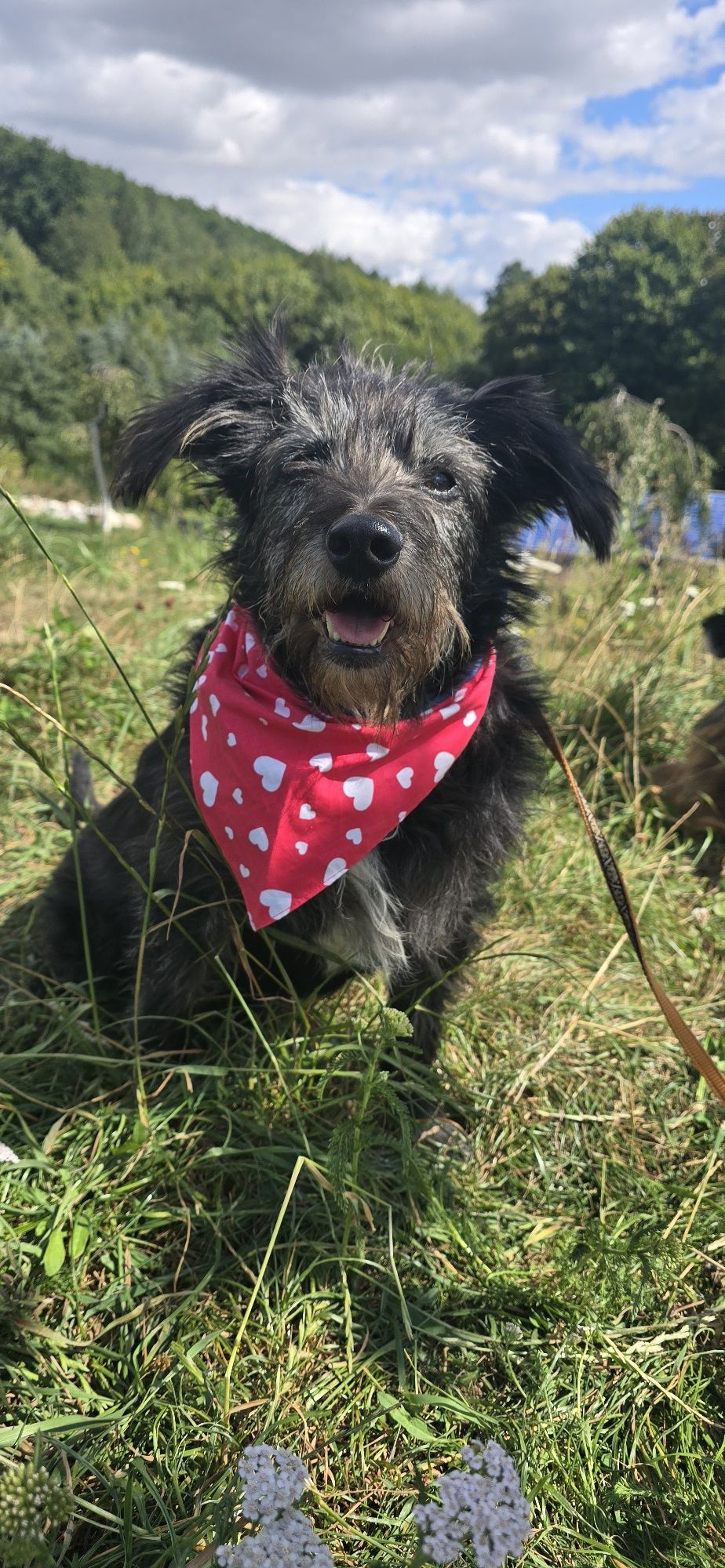 Do adopcji około 5letni samiec