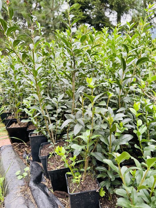 Szybki żywopłot ! Liguster żywopłotowy