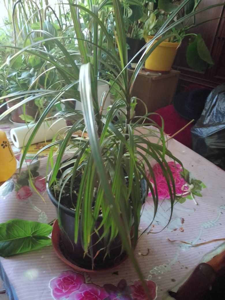 Kwiatek doniczkowy DRACENA wąskolistna