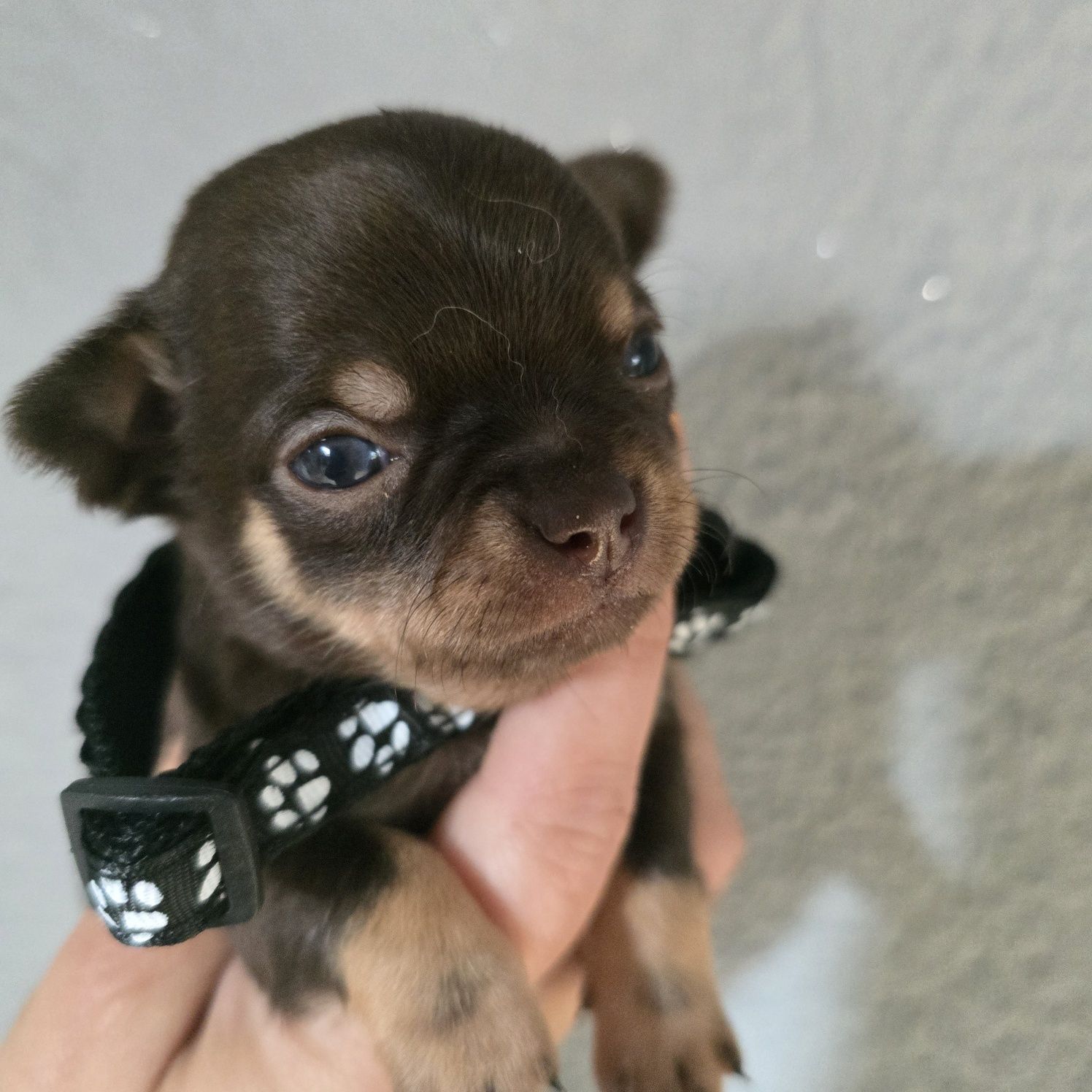 Chihuahua samiec czekoladowy podpalany