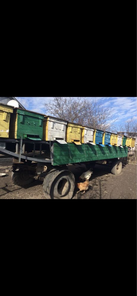 Бджоли,пчелопакеты,семьи пчел,пакети бджіл