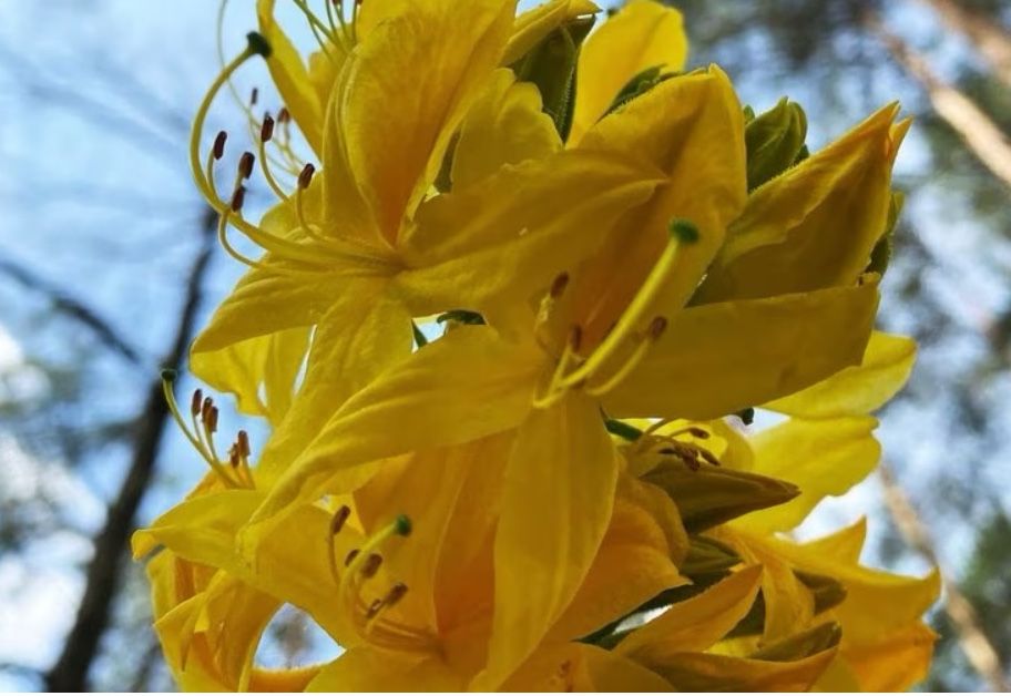 рідкісна та унікальна азалія (рододендрон