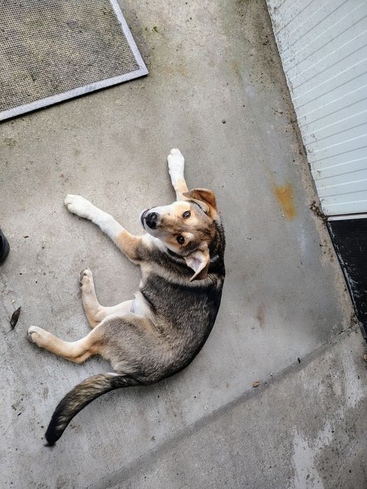 Wydam pieska półroczny