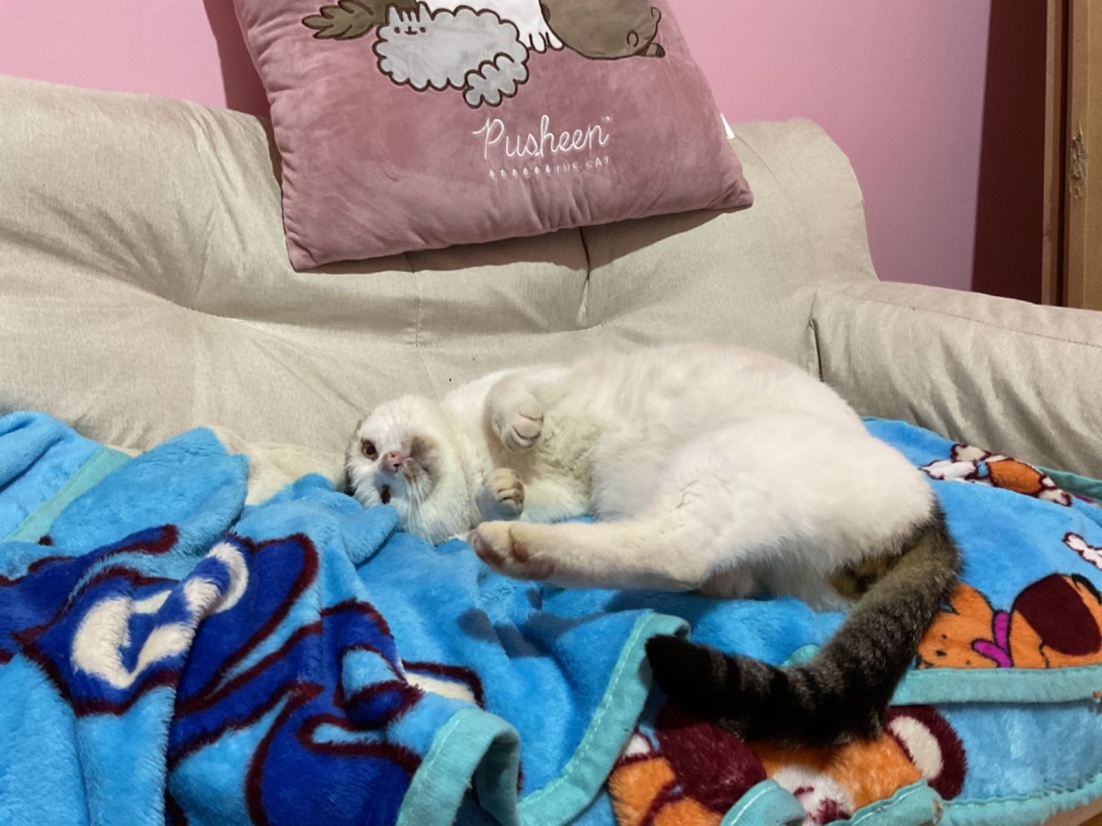 Bezdomny kot kocur Bieluch szuka domu do adopcji