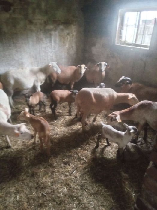 Sprzedam baranice kameruńskie z młodymi