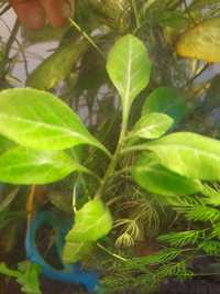 Ludwigia repens roślina akwariowa