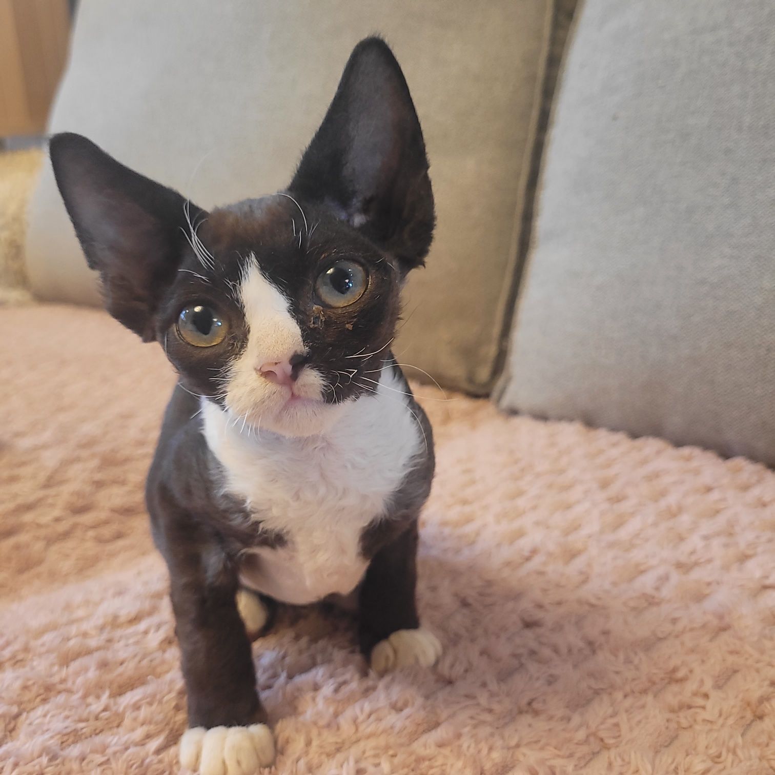 Devon rex cudny kocurek
