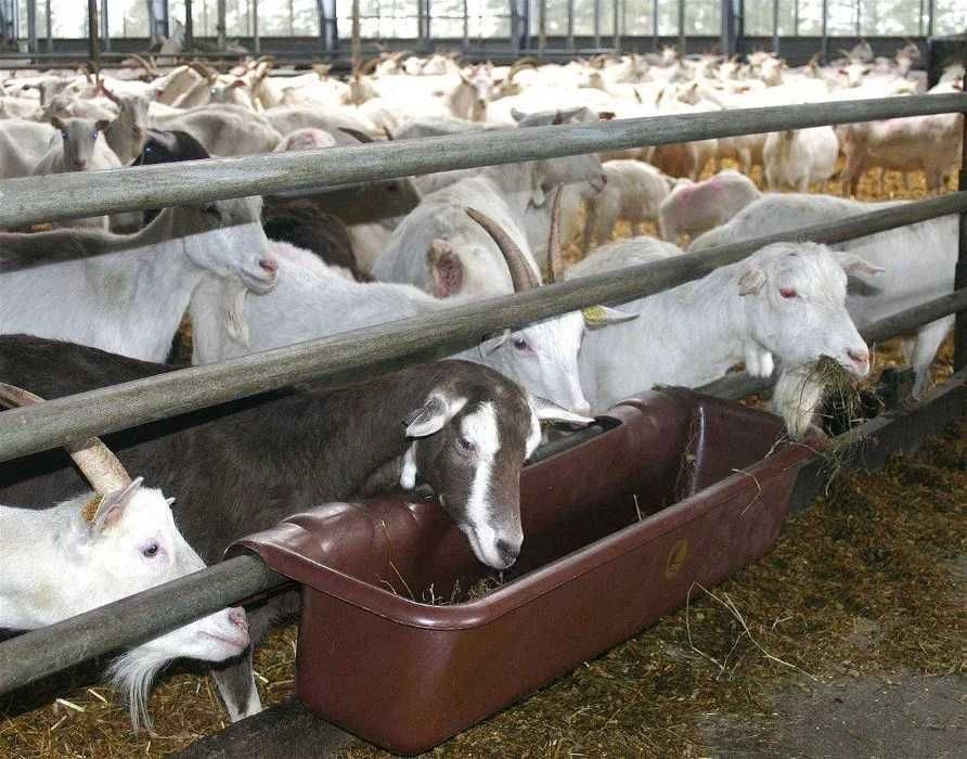 Podłużne koryto dla zwierząt gospodarskich, krów, bydła Wzmocnione