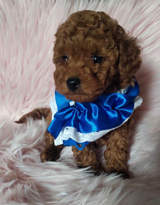 Хлопчик той пуделя