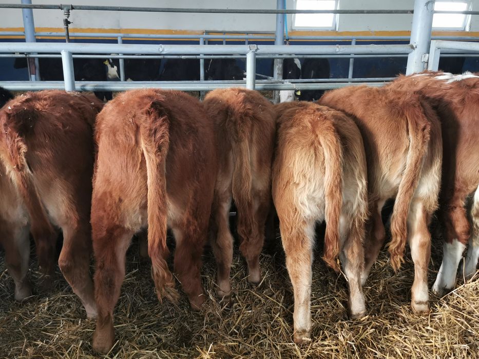 Odsadki mięsne limuse