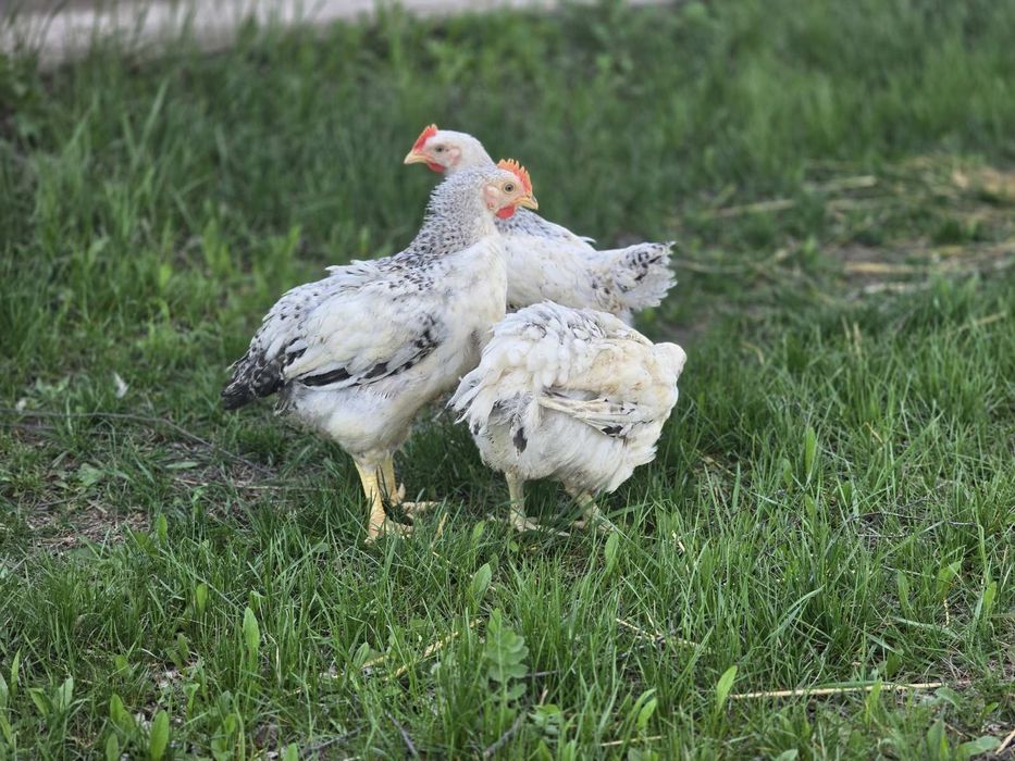 Семеновка! Продам КУРЕЙ-НЕСУШОК! Доставка безкоштовна