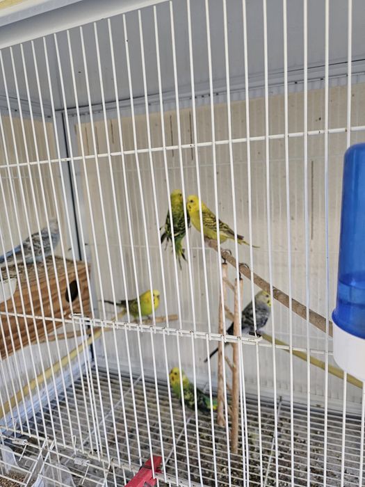 Vendo periquitos