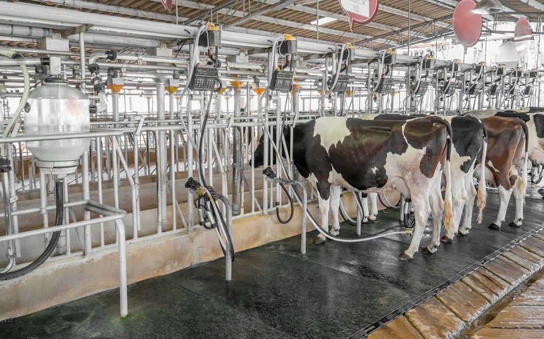 Przewód Mleczny Do Mleka Silican 14X24 Zimowy 2,4M
