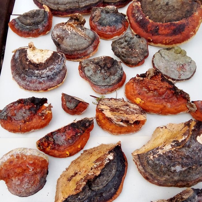 Трутовик облямований