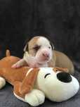 Amstaff - szczeniak ( FCI)