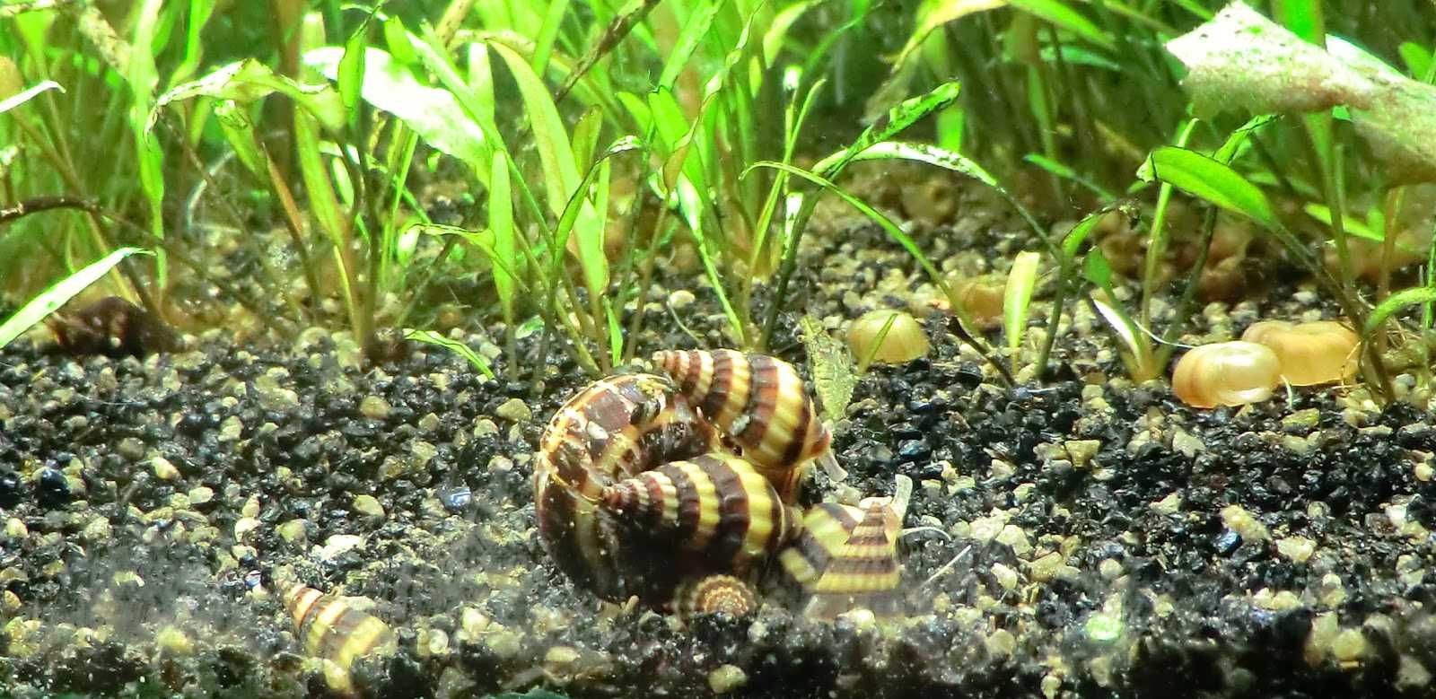 Ślimak Helenka (Clea helena / Anentome helena)