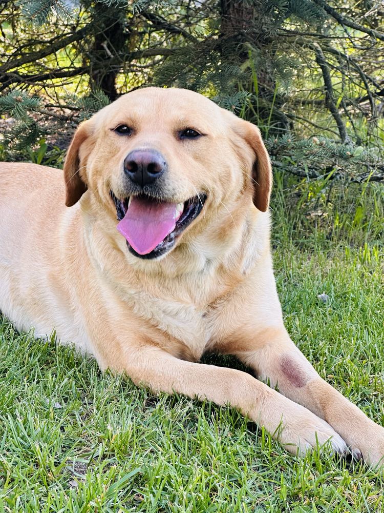 Suczka labradorka do adopcji!