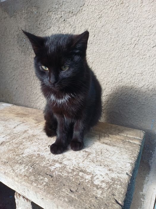 Котенята чорні. Віддамо безкоштовно.