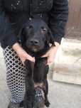 Para Adoção  Raçados d Labrador