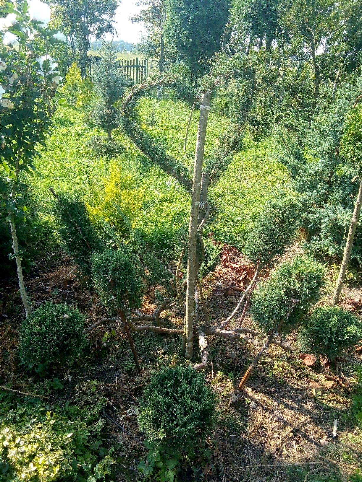Нівакі крупномір садовий бонсай