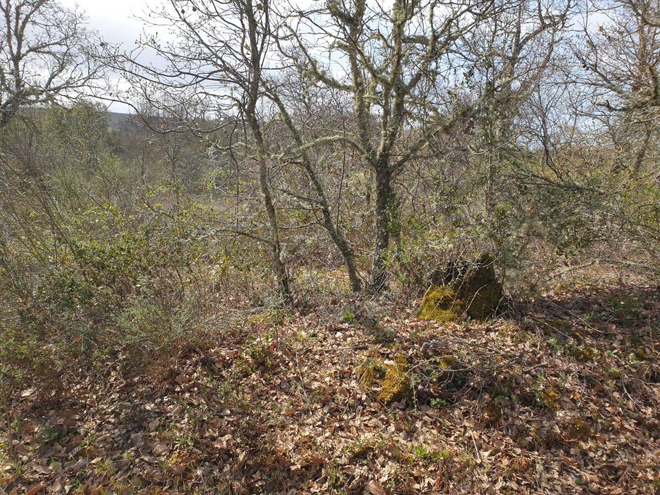 Terreno em Maçaira, Vinhas