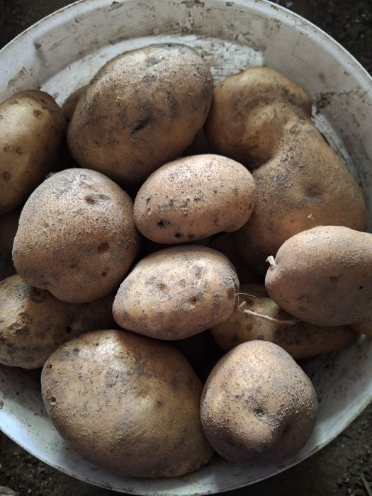 Ziemniaki Jurek po centrali i Lilly