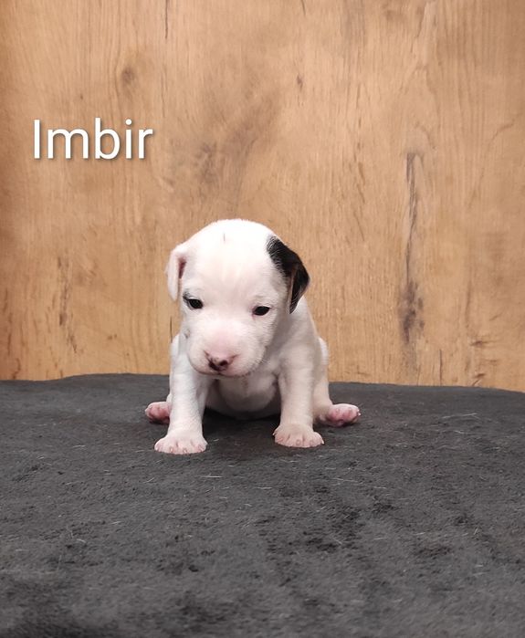 Parson Russell Terrier