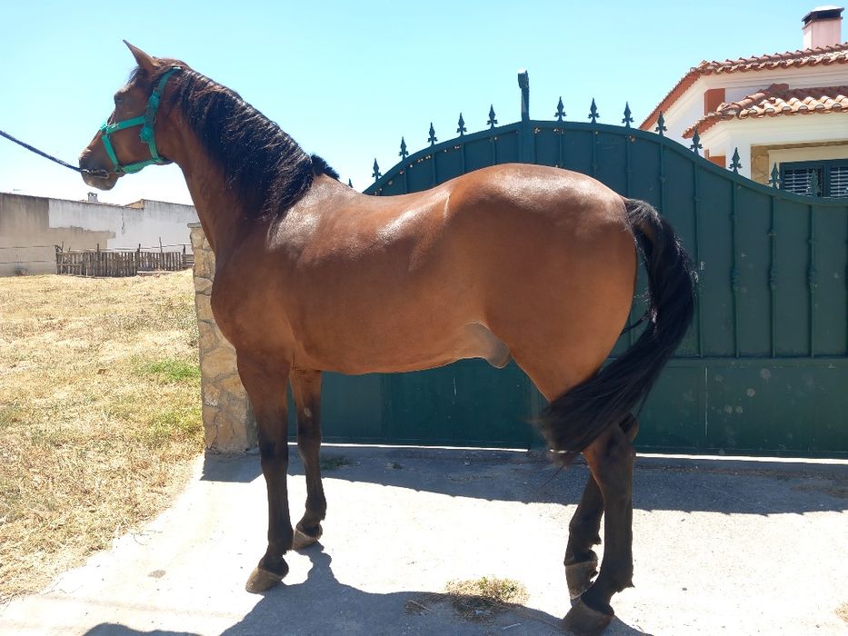 Cavalo castrado  ideal para crianças ou pessoas sem experiência