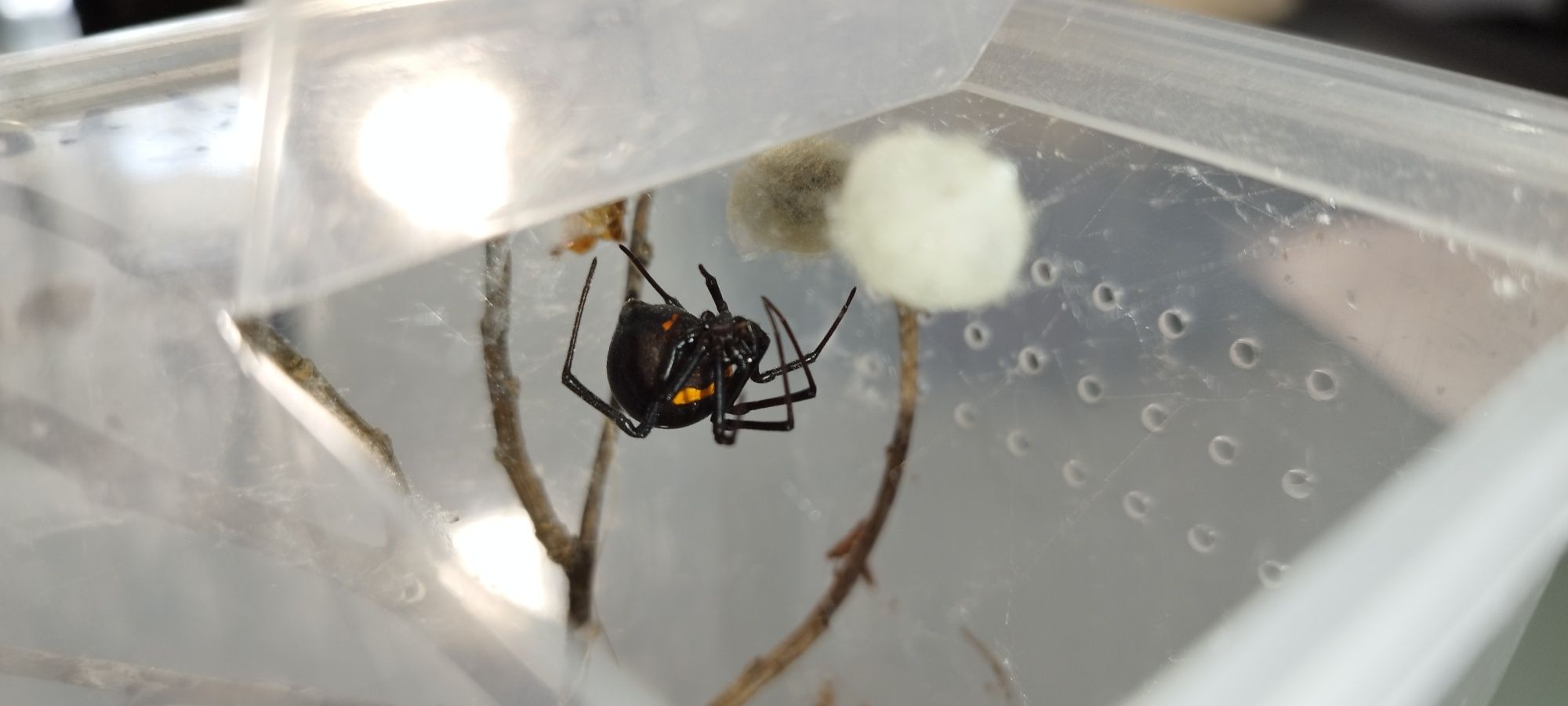 Wdówki, Latrodectus menavodi. Młode samiczki.