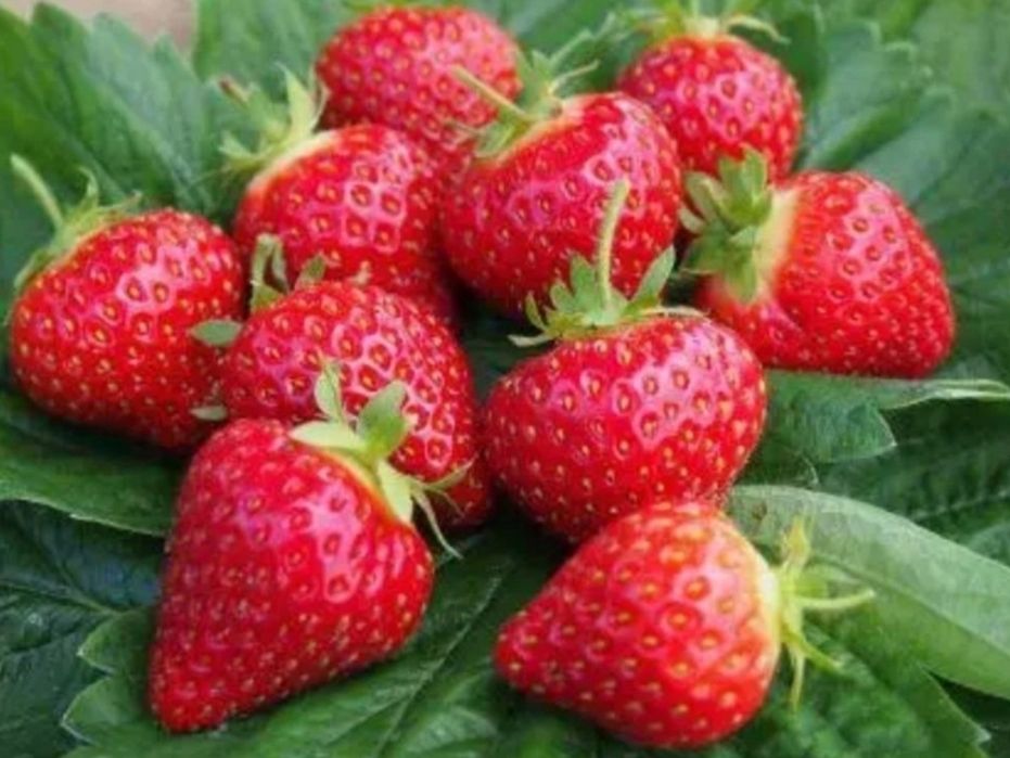 Саженцы клубники Хоней(касета)