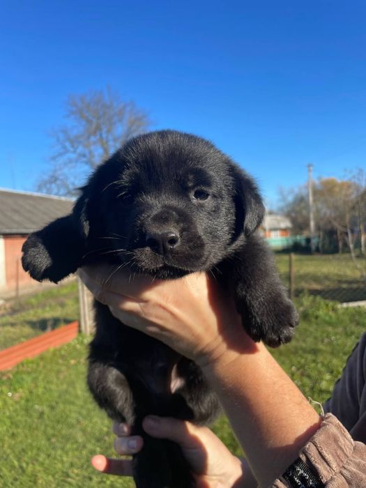 Цуценя метис( змішане походження ,мама лабрадор)