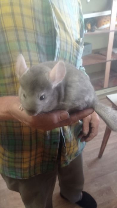 Гризунчики- пухнастики