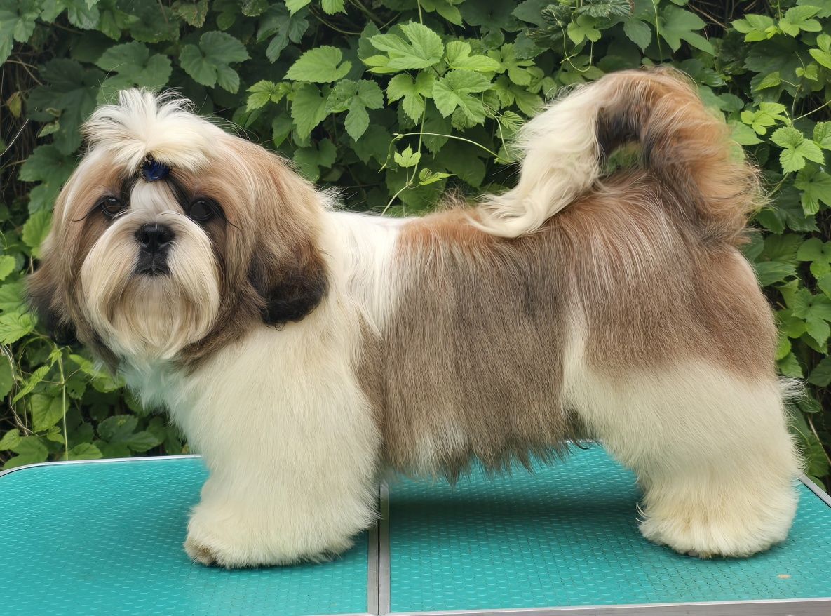Piesek Shih tzu ZKWP