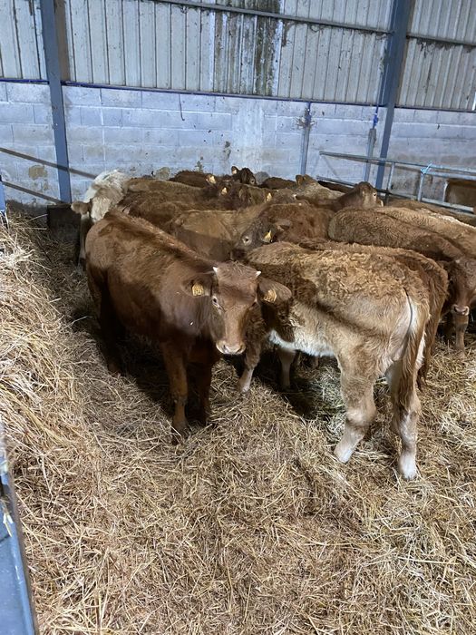 Vitelas cx de Limousines