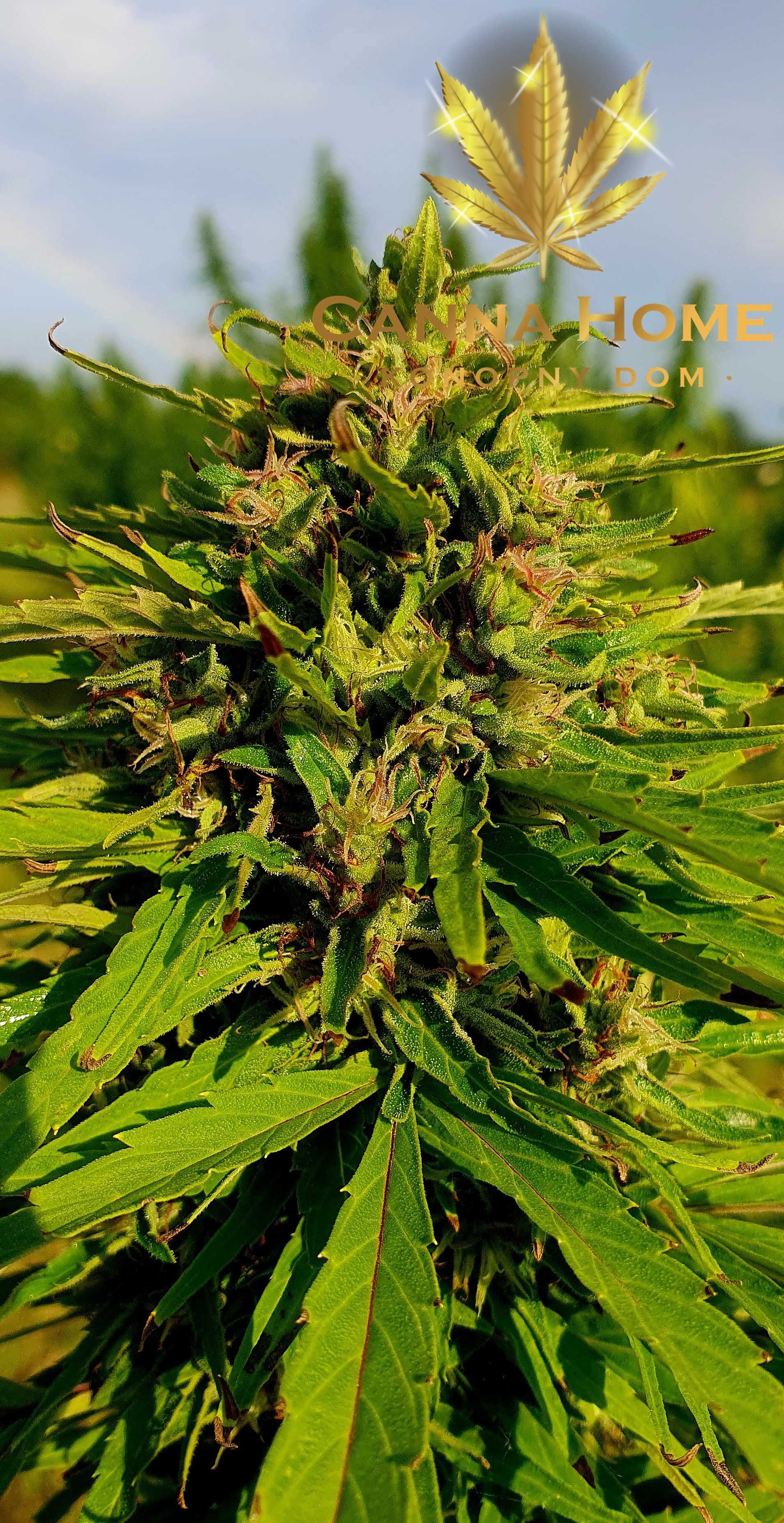 Cannabis Sativa konopia topy kwiaty susz 10g Tibor CBD CBG