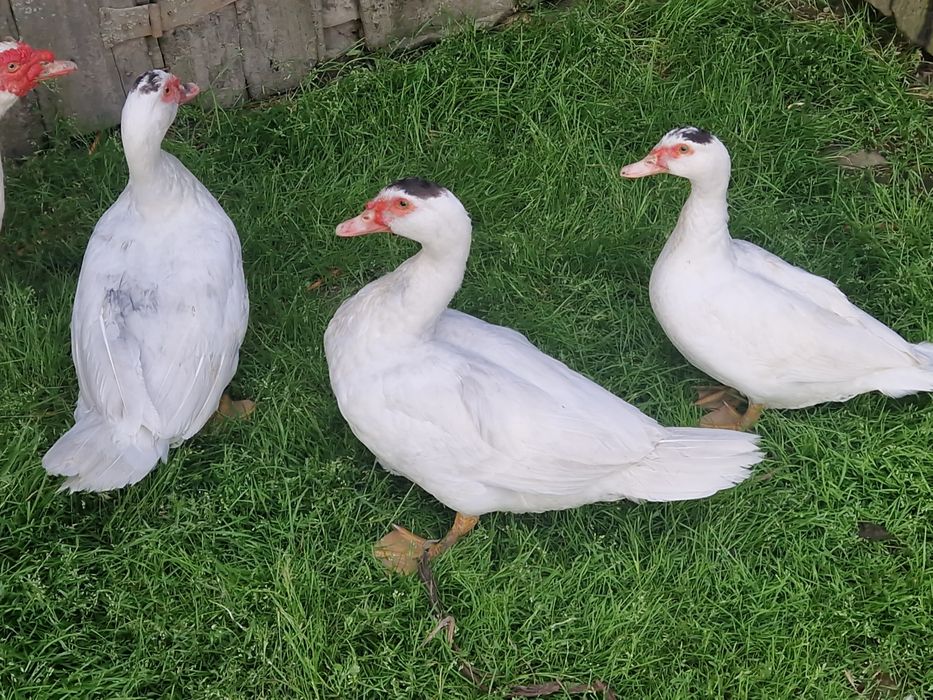 Kaczki kaczor kaczka