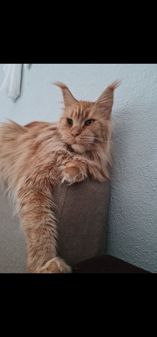 Maine coon Kocur kocurek kocięta