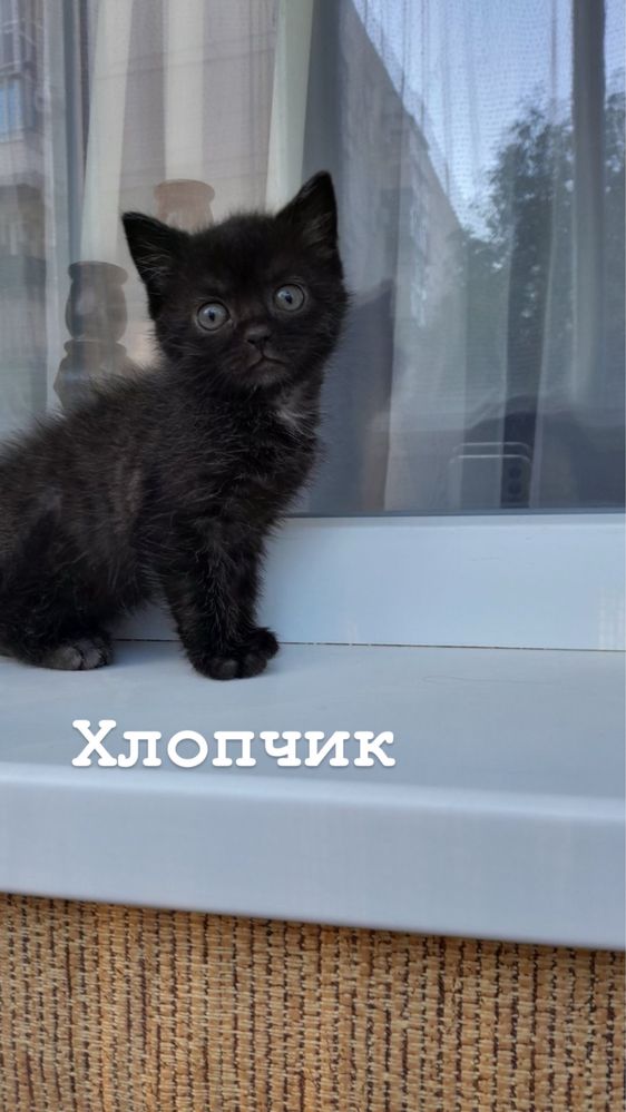 Віддам котиків в добрі руки
