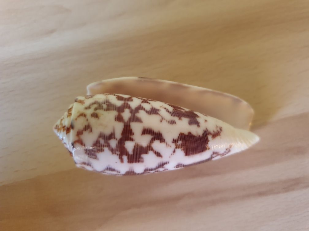 Stożek prążkowany (Conus striatus)