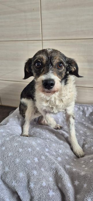 Mała suczka około 6 lat